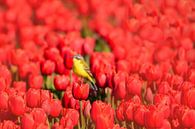 Bergeronnette jaune sur des tulipes par John Leeninga Aperçu
