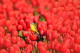 Yellow wagtail on tulips