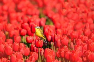 Gele kwikstaart op tulpen van John Leeninga