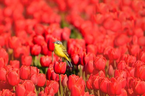 Bergeronnette jaune sur des tulipes