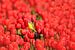 Gele kwikstaart op tulpen van John Leeninga