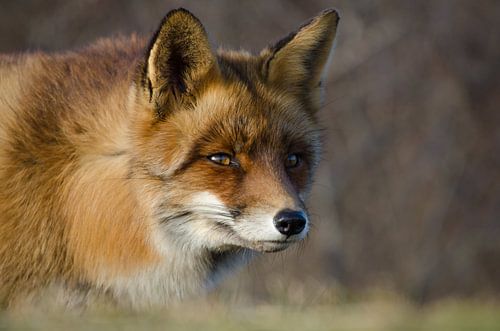 Vos - "A Beautiful Face"