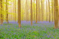 Hyacintenbos met bloeiende bloemen op de bosgrond van Sjoerd van der Wal Fotografie thumbnail