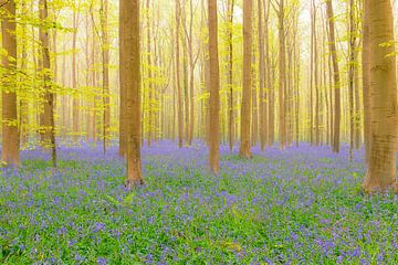 Hyacintenbos met bloeiende bloemen op de bosgrond