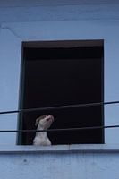 El Perro
