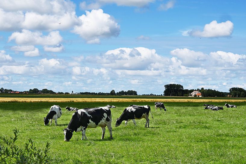 Vaches dans un pré en Frise par StudioMaria.nl