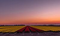 zon's ondergang over de tulpen van Michael Verbeek thumbnail