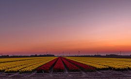 Le soleil se couche sur les tulipes sur Michael Verbeek