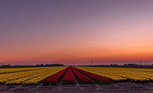sun's downfall over the tulips
