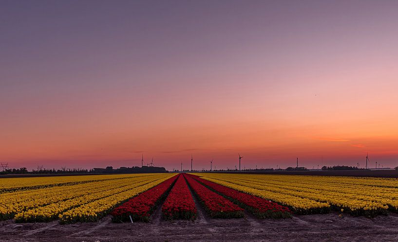 zon's ondergang over de tulpen van Michael Verbeek