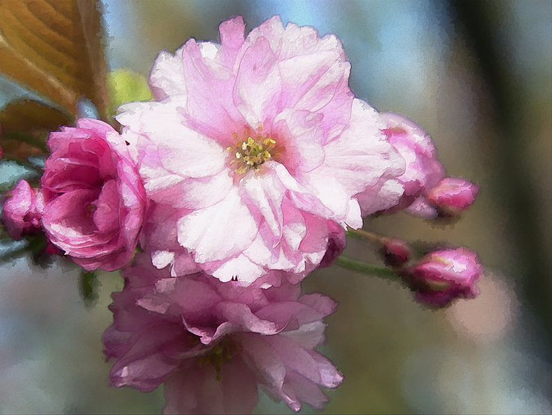 Romance ornementale de la fleur de cerisier par Edgar Schermaul