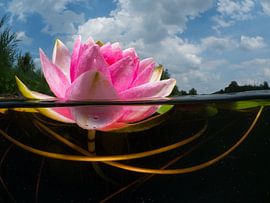 Seerose im Wasser von René Weterings