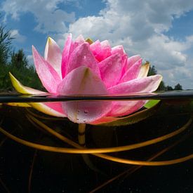 Water lily in the water by René Weterings