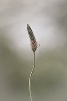 Sow in the light