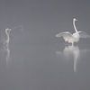 Hérons dans le brouillard sur Erik Veldkamp