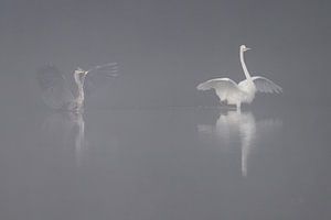 Hérons dans le brouillard