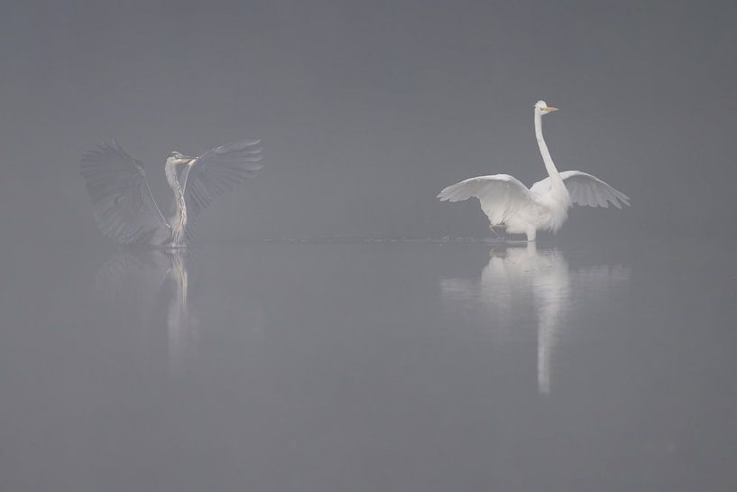Herons in the fog by Erik Veldkamp