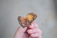 Twee herfstblaadjes, die samen lijken op een vlinder