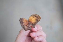 Two autumn leaves, which together resemble a butterfly