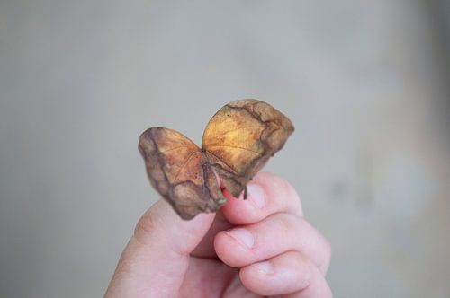 Two autumn leaves, which together resemble a butterfly