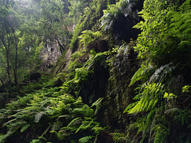 Weelderig groen laurierbos met wilde varens – Los Tilos, La Palma van Natalia Gebauer Studio