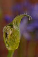 agapanthus regen