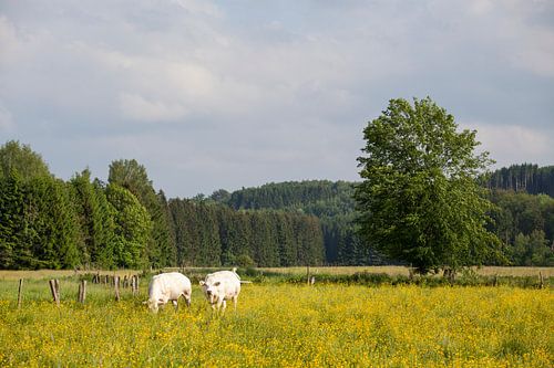 Koeien in weide met bloeiende bloemen, Ardennen