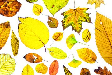 Colourful autumn leaves on a white background by Carola Schellekens