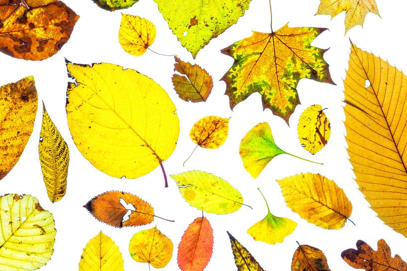 Kleurrijke herfstbladeren op een witte achtergrond van Carola Schellekens