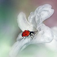 Beetle