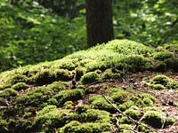 Mousse de couleur vert clair