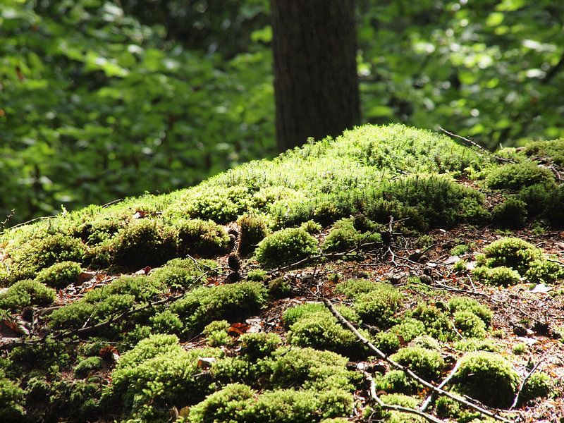 Bright green coloured moss by Annie Lausberg-Pater