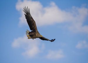 Weißkopfseeadler im Flug von Ed Klungers