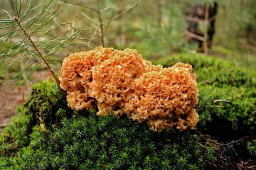 Herbst in den Niederlanden