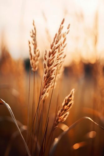 Rye At Morning Sun No 2