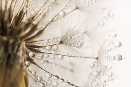 A little fluff among big fluff on a fluff ball: Small is fine by Marjolijn van den Berg