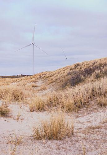 Zeeland dunes