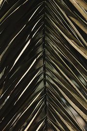 Palm Perfect by Gonnie van Roij