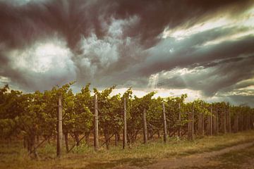 Wijngaarden in de Pfalz van Norman Krauß