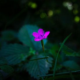 Wilde, einsame Blume | Stillleben Naturfotografie von Suzanne Rotteveel