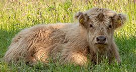 young of Scottish Highlander by peter remmers