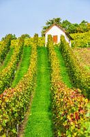 Dans le vignoble en automne