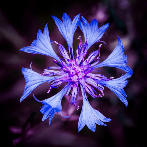 blue cornflower in close-up