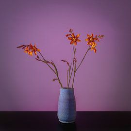 Orange flower by Matty Maas