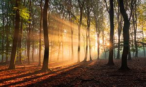 Lichtstralen Beukenbos Veluwe van Rick Kloekke