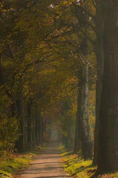Herbst in Goirle von Miranda Rijnen Fotografie