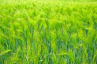 Swaying grain in the wind