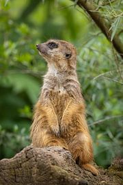 Aufmerksamer Erdmännchen auf der Lauer von Triki Photography