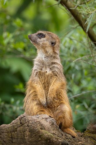 An alert meerkat on the lookout by Triki Photography