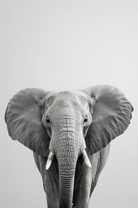 Afrikanischer Elefant